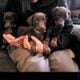 Doberman Pincher American/Euro bloodlines