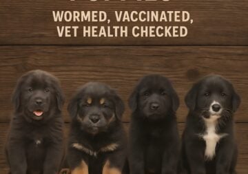 Tibetan Mastiff Puppies