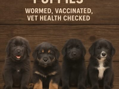 Tibetan Mastiff Puppies