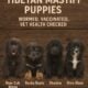 Tibetan Mastiff Puppies
