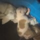 Full blooded pitbull puppies
