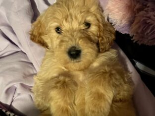 Goldendoodle Puppies