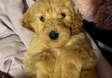Goldendoodle Puppies