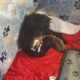 Mini aussiechons for sale puppies