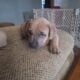 Pitbull English Mastiff Puppies Ready