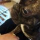 French Bull Dog- One Year Old