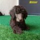AKC Moyen Standard Poodles