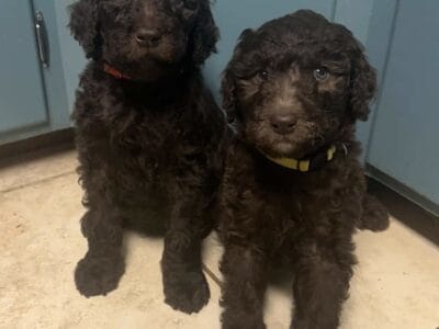 1 dark brown male and 1 light brown male