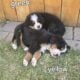 Adorable Bernese Mountain Puppies