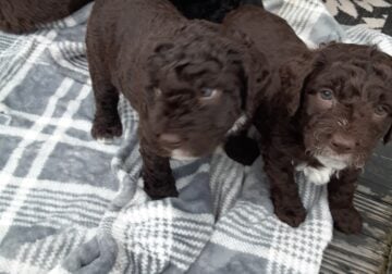 Mini Newphypoos