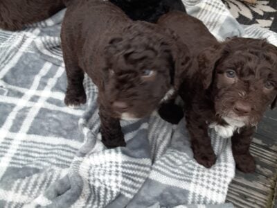 Mini Newphypoos