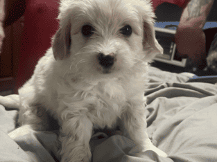 white male maltipoo ready now