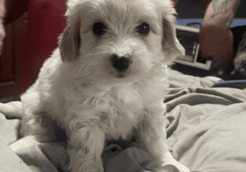 white male maltipoo ready now