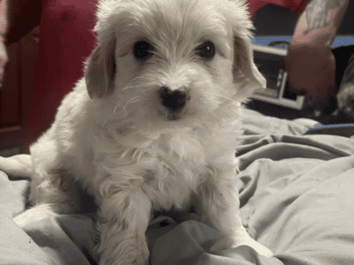 white male maltipoo ready now