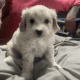 white male maltipoo ready now