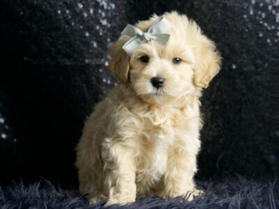 Meeko F1 Maltipoo