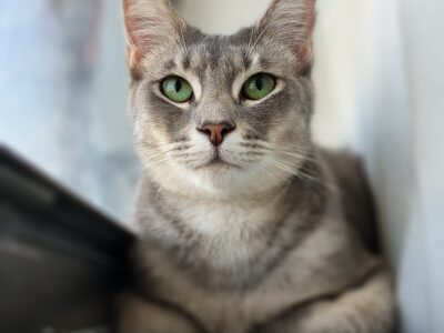 Cindy: Cat for Adoption Needs Home ASAP
