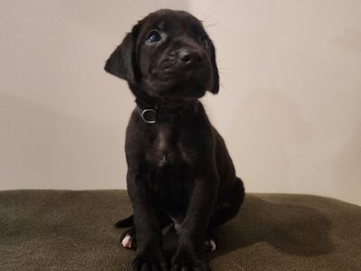 Great Golden Dane – Charlie