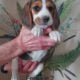 Akc Beagle Puppies