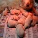 AKC Great Pyrenees puppies