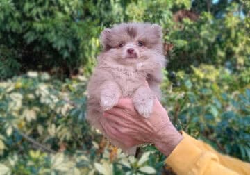 Rare Exotic Chocolate Merle Pomeranian Puppy Male