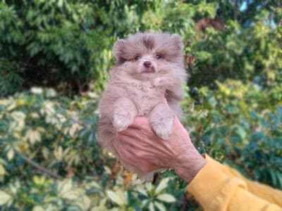 Rare Exotic Chocolate Merle Pomeranian Puppy Male