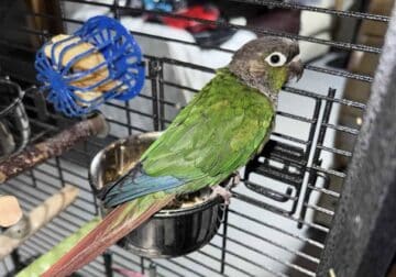 Sun Conure Bird