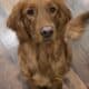 Akc Golden Retriever puppies