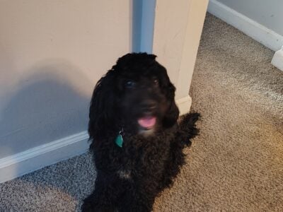 Poodle