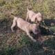 Weimaraner puppies