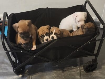 Boxer Puppies
