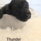 Moyen Poodles, AKC