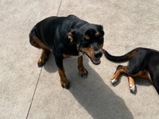 Rehoming 2 female mixed breeds
