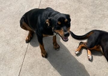 Rehoming 2 female mixed breeds