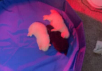Pomeranian puppies for sale