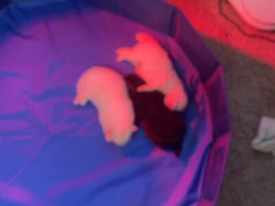 Pomeranian puppies for sale
