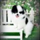 Black and White AKC Parti Pomeranian Puppy Adam