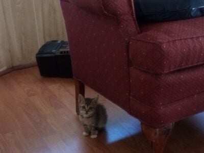 Male Cat