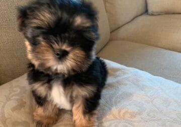 Morkie puppy