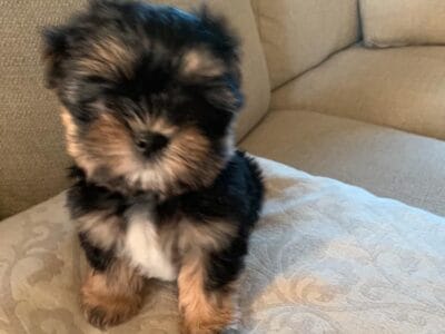 Morkie puppy