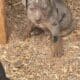 Male Catahoula