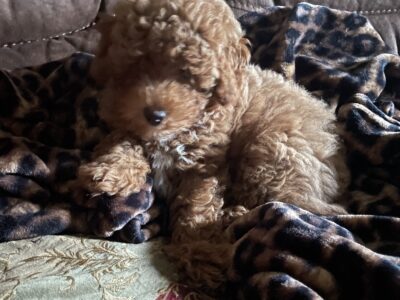 F1B Shih-Poo Mini-Poodle/F1 Shih-Poo