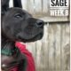 Sage The Great Dane