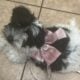 Pepper – Chinese Crested Powderpuff