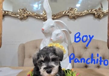 Miniature schnauzer puppies ready for their new