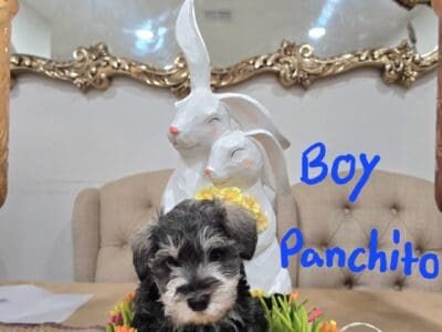 Miniature schnauzer puppies ready for their new