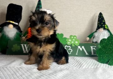 Yorkies For Sale