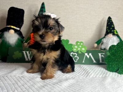 Yorkies For Sale