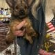 yorkie babies