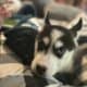 AKC Registered Siberian Husky Pups